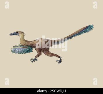 Velociraptor (oder schneller Dieb) ist eine Gattung kleiner Dromaeosaurier, die in der späten Kreidezeit vor etwa 75 Millionen bis 71 Millionen Jahren lebte. Velociraptoren waren etwa 1,5 bis 2,07 m (4,9-6,8 ft) lang und hatten eine Körpermasse von etwa 14,1 bis 19,7 kg (31-43 lb.). Sie waren zweibeinig gefiederte Fleischfresser und hatten lange, schmale Schädel mit nach oben gezogenen Schnauzen und eine hakenförmige Klaue an jedem Hinterfuß, die zur Beute verwendet wurde. Stockfoto