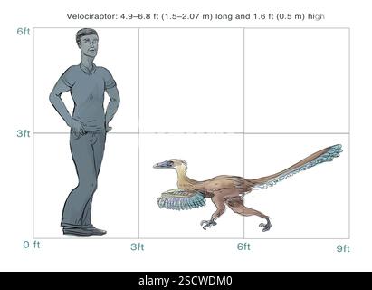 Velociraptor (oder schneller Dieb) ist eine Gattung kleiner Dromaeosaurier, die in der späten Kreidezeit vor etwa 75 Millionen bis 71 Millionen Jahren lebte. Velociraptoren waren etwa 1,5 bis 2,07 m (4,9-6,8 ft) lang und hatten eine Körpermasse von etwa 14,1 bis 19,7 kg (31-43 lb.). Sie waren zweibeinig gefiederte Fleischfresser und hatten lange, schmale Schädel mit nach oben gezogenen Schnauzen und eine hakenförmige Klaue an jedem Hinterfuß, die zur Beute verwendet wurde. Stockfoto