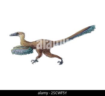 Velociraptor (oder schneller Dieb) ist eine Gattung kleiner Dromaeosaurier, die in der späten Kreidezeit vor etwa 75 Millionen bis 71 Millionen Jahren lebte. Velociraptoren waren etwa 1,5 bis 2,07 m (4,9-6,8 ft) lang und hatten eine Körpermasse von etwa 14,1 bis 19,7 kg (31-43 lb.). Sie waren zweibeinig gefiederte Fleischfresser und hatten lange, schmale Schädel mit nach oben gezogenen Schnauzen und eine hakenförmige Klaue an jedem Hinterfuß, die zur Beute verwendet wurde. Stockfoto