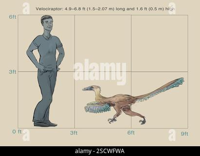 Velociraptor (oder schneller Dieb) ist eine Gattung kleiner Dromaeosaurier, die in der späten Kreidezeit vor etwa 75 Millionen bis 71 Millionen Jahren lebte. Velociraptoren waren etwa 1,5 bis 2,07 m (4,9-6,8 ft) lang und hatten eine Körpermasse von etwa 14,1 bis 19,7 kg (31-43 lb.). Sie waren zweibeinig gefiederte Fleischfresser und hatten lange, schmale Schädel mit nach oben gezogenen Schnauzen und eine hakenförmige Klaue an jedem Hinterfuß, die zur Beute verwendet wurde. Stockfoto