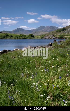 Blauglocken und Wildblumen neben dem Llynnau Mymbyr mit dem Snowdon Horseshoe, Dyffryn Mymbyr, Snowdonia National Park, Eryri, Nordwales, UK Stockfoto