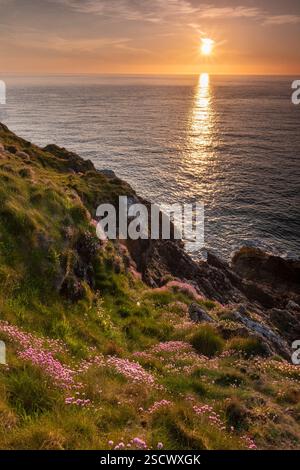 Wildblumen (Sea Pink) auf dem Anglesey Coastal Path bei Sonnenuntergang, in der Nähe von Cemaes, Anglesey, Nordwales, Großbritannien Stockfoto
