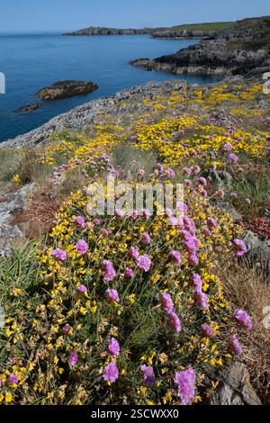 Pink Sea Thrift (Armeria maritima) und Yellow Birds Fuß Trefoil (Lotus corniculatus) Wildblumen auf dem Anglesey Küstenpfad mit Blick auf Point Lynas Stockfoto