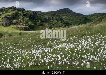 Baumwollgras (Eriophorum angustifolium) unterhalb von Craig Wen, nahe Capel Curig, Snowdonia National Park, (Eryri), Nordwales, UK Stockfoto