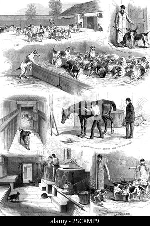 The Royal Buckhounds: Sketches of the Zwinger in Ascot Heath, 1880. "Hof; F. Goodall zeigt seine Haustiere; der Zwinger; Krankenhaus; der Hochmütige Jäger wird Nahrung für die Hunde; Küche; Abendessen...der Zeitvertreib der Jagd auf Damhirsche, die aus dem königlichen Park oder aus benachbarten Demesnes mitgebracht werden und von den Jägern verfolgt und zurückerobert werden, mit Hilfe dieses edlen Hundesatzes, die Ihrer Majestät der Königin gehören, ist eine Institution der historischen Antike... die Zwinger und das Rudel sind für den Hüter, Mr. Frank Goodall, verantwortlich... auf der Rückseite der Zwinger befinden sich drei große Paddocks, oder in der Nähe Stockfoto