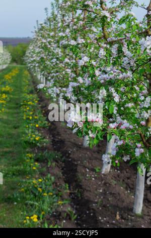 Blühender Apfelgarten, Gras und blühender Löwenzahn im Norden Moldaus. Selektiver Fokus. Stockfoto