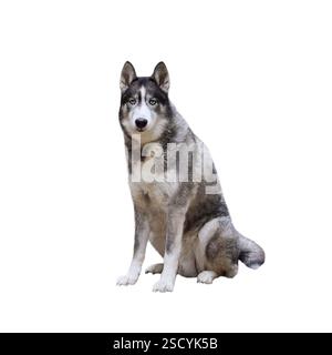 Porträt eines Husky-Hundes mit blauen Augen, der auf den isolierten Ausschnitt der Kamera auf weiß blickt Stockfoto