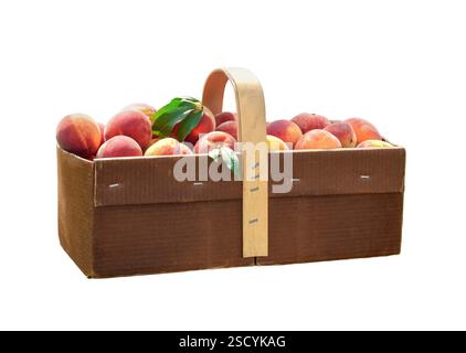 Großer Korb mit frisch gepflückten Pfirsichen, isolierter Ausschnitt auf weiß Stockfoto