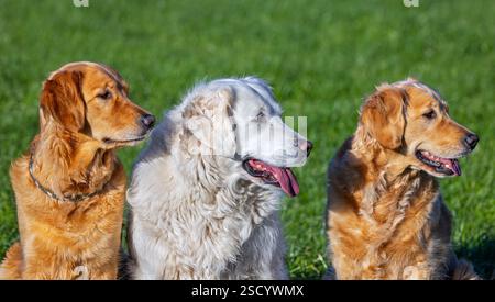 Goldener Retriever-Hund mit cremefarbenem Fell, der draußen zwischen zwei goldenen Retriever im Garten sitzt Stockfoto