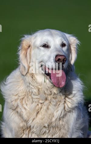 Nahporträt eines goldenen Retrievers, eines Waffenhundes mit cremefarbenem Fell, der auf dem Feld sitzt Stockfoto