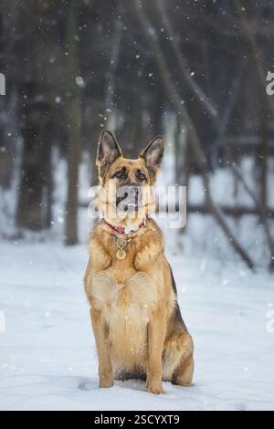 Ein deutscher Schäferhund, der im Winterschnee steht. Stockfoto