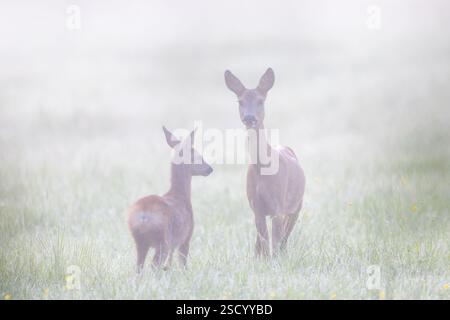 Hirsch (Capreolus capreolus) lebt mit Rehkitz auf Wiese/Grasland im Frühmorgendnebel im Sommer Stockfoto