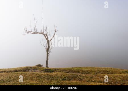 Ein baumloser Baum steht allein auf einem grasbewachsenen Hügel mit Blick auf einen nebeligen See. Die Szene ist ruhig und minimalistisch. Stockfoto