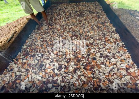 Kopraherstellung im ländlichen Bohol auf den Philippinen, wo Kokosfleisch als wichtiges Nebenprodukt der florierenden lokalen Kokosnussindustrie getrocknet wird Stockfoto
