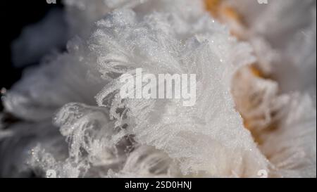 Eiskristalle auf einem Baumzweig im Winter. Haareis, Eiswolle, Frostbart, geringe Schärfentiefe. Stockfoto