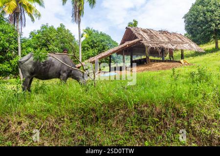 Lokale Hütte in Bohol, Philippinen, wo Kokosfleisch geraucht und getrocknet wird, um Kopra zu produzieren, ein Schlüsselprodukt der Kokosnussindustrie des Landes Stockfoto