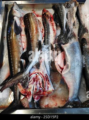Frischer Fisch auf der Eistheke im Supermarkt. Stockfoto