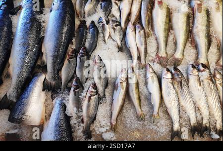 Frischer Fisch auf der Eistheke im Supermarkt. Stockfoto
