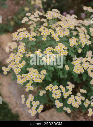 Farbenfrohe Ansammlungen von gelben Gänseblümchen blühen im Garten unter warmem Sonnenlicht und schaffen eine fröhliche Atmosphäre. Stockfoto