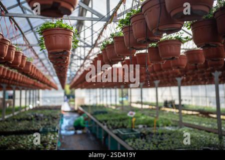 Petunia pflanzt Setzlinge in Hängetöpfen in Pflanzengläsern. Stockfoto