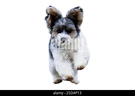 Ein fröhlicher Biewer Terrier stürzt über eine weiße Kulisse, sein flauschiges Fell und seine hellen Augen voller Energie und Spannung. Stockfoto