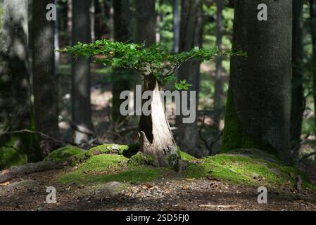 Kleiner Baum, der neues Leben aus scheinbar totem Holz sprießt Stockfoto