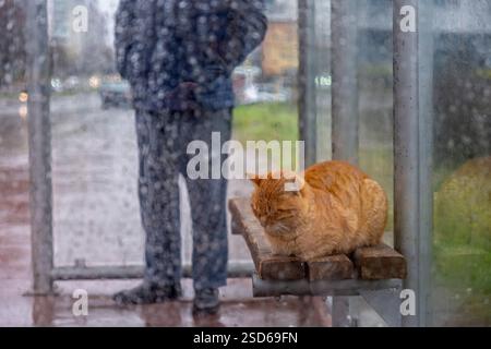 Ein Mann steht neben einer Bank mit einer Katze drauf. Die Katze ist orange und er schläft. Der Mann trägt eine blaue Jacke und Jeans. Die Szene ist regnerisch und Stockfoto