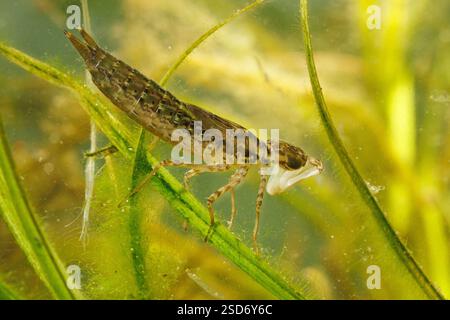 Blau-grüner Darner, südliche aeshna, südliche Hawker (Aeshna cyanea), Larve, Karchwasserfloh mit Fangmaske, Deutschland Stockfoto