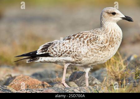 Heringsmöwe (Larus argentatus), Jungtier am Boden, Deutschland Stockfoto