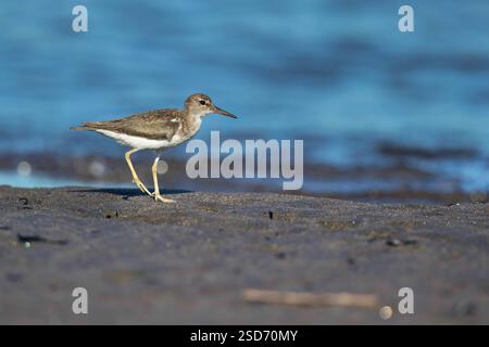 Gefleckter Sandpiper (Actitis macularius), Spaziergang am Strand, Guatemala, Montericco Stockfoto