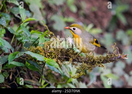 Rotschnabel Leiothrix, Pekin robin, Pekin Nachtigall, Japanische Nachtigall, Japanische hügelrobin (Leiothrix lutea), sitzt auf einer Zweigstelle, China, Yunnan, Stockfoto