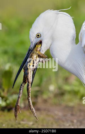 Reiher (Egretta garzetta), Frosch essen, Porträt, Italien, Kampanien Stockfoto