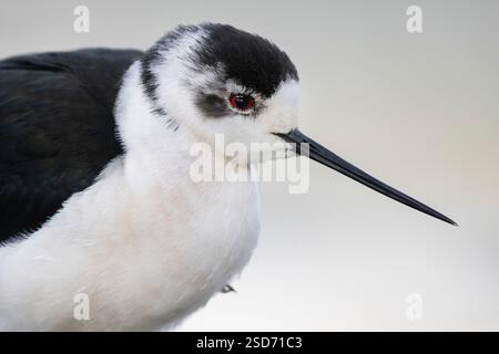 Schwarzflügelstelze (Himantopus himantopus), Erwachsene Nahaufnahme, Italien, Kampanien Stockfoto
