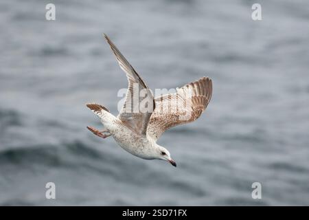 Heringsmöwe (Larus argentatus), Jungheringsmöwe im Flug über dem Wasser, Seitenansicht, Deutschland Stockfoto