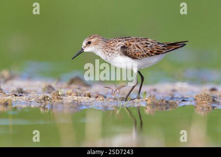 Kleiner Stint (Calidris minuta), stehend im flachen Wasser im Schlamm, Italien, Kampanien Stockfoto