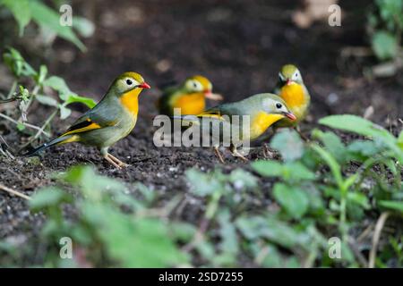 Rotschnabel-Leiothrix, Pekin robin, Pekin-Nachtigall, Japanische Nachtigall, Japanische hügelrobin (Leiothrix lutea), Truppe auf der Suche vor Ort, China Stockfoto