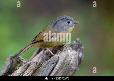 Yunnan Fulvetta (Alcippe fratercula), auf einem gebrochenen Baumstamm, Seitenansicht, China, Yunnan, Gaoligongshan Mountain Stockfoto