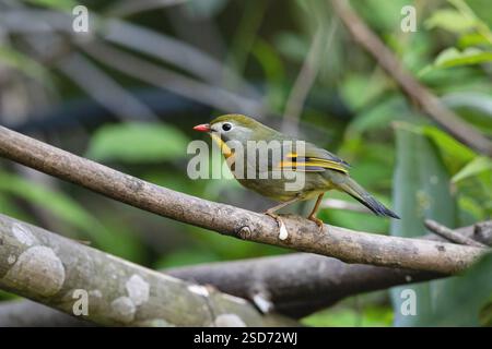 Rotschnabel Leiothrix, Pekin robin, Pekin Nachtigall, Japanische Nachtigall, Japanische hügelrobin (Leiothrix lutea), auf einem Zweig stehend, Seitenansicht, CH Stockfoto