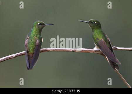 Boissonneaua flavescens, zwei Individuen, die auf einem Zweig sitzen, Kolumbien, Antioquia Stockfoto