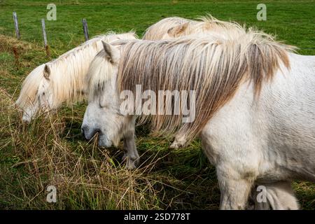 Islandpferde in verschiedenen Farben stehen und grasen auf üppigem grünem Gras unter der natürlichen Schönheit und friedlichen ländlichen Landschaft im goldenen Kreis Stockfoto