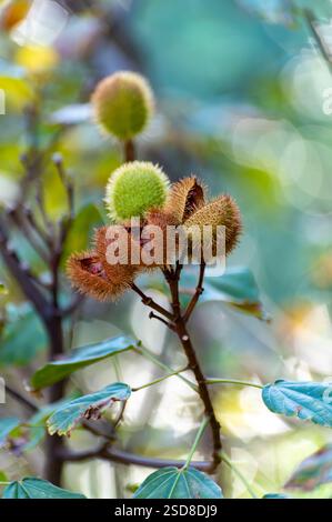 Bixa Orellana oder Achiote Pflanze, Quelle von Anato, natürliches reifes orange-rotes Gewürz, das zur Färbung von Lebensmitteln, Körperfarbe, Gewürz verwendet wird Stockfoto