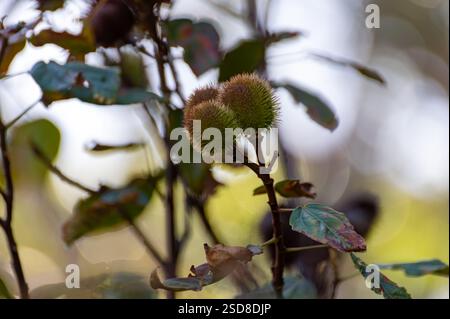 Bixa Orellana oder Achiote Pflanze, Quelle von Anato, natürliches reifes orange-rotes Gewürz, das zur Färbung von Lebensmitteln, Körperfarbe, Gewürz verwendet wird Stockfoto