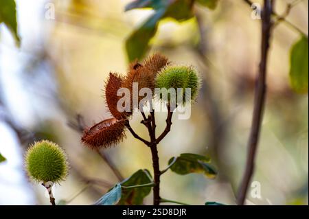 Bixa Orellana oder Achiote Pflanze, Quelle von Anato, natürliches reifes orange-rotes Gewürz, das zur Färbung von Lebensmitteln, Körperfarbe, Gewürz verwendet wird Stockfoto