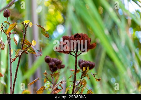 Bixa Orellana oder Achiote Pflanze, Quelle von Anato, natürliches reifes orange-rotes Gewürz, das zur Färbung von Lebensmitteln, Körperfarbe, Gewürz verwendet wird Stockfoto