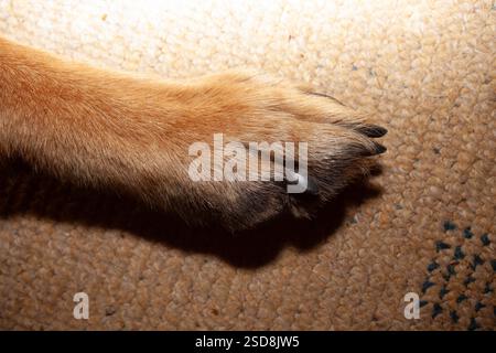 Hundepfote – Nahaufnahme einer Schäferpfote Stockfoto