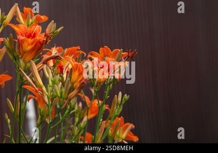 Orange Taglilie (Hemerocallis fulva), gelbbraune Taglilie, Maislilie, Tigertaglilie, Fulvous Taglilie, Grabenlilie oder Lilie vom 4. Juli Stockfoto