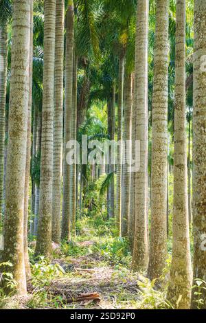 Weg durch eine dichte Palmenplantage im Tropischen Wald Stockfoto