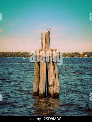 Verwitterte Holzpfähle im Wasser mit Vogel oben, entfernte Küste im Hintergrund. Stockfoto