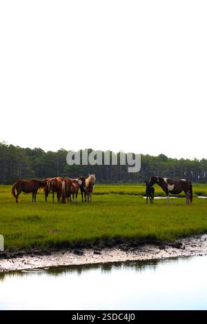chincoteague Island Wildpferde Stockfoto