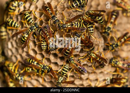 Europäische Papierwespen (Polistes dominula) auf ihrem Nest. Diese Wespen sind soziale Insekten, die jährliche Kolonien in Papiernestern produzieren. Die Wespen sammeln Fasern aus totem Holz und Pflanzenstielen, die mit Speichel vermischt werden, um ein papieriges Material zu erzeugen, das für den Bau eines wasserfesten Nestes verwendet wird. Einzelne Kolonien werden jedes Frühjahr neu gegründet. Diese Wespen sind Raupen und andere Insekten. Fotografiert in Israel im August. Stockfoto